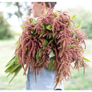 เมล็ดพันธุ์ผักโขม คอรัล ฟาวเทนน์ (Coral Fountain Amaranthus Seed) บรรจุ 200 เมล็ด ของแท้ คุณภาพดี ราคาถูก นำเข้าจากต่าง