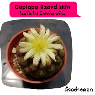 Copiapo lizard skin โคเปียโป ลิซาร์ด สกิน cactus กระบองเพชร แคคตัส กุหลาบหิน พืชอวบน้ำ