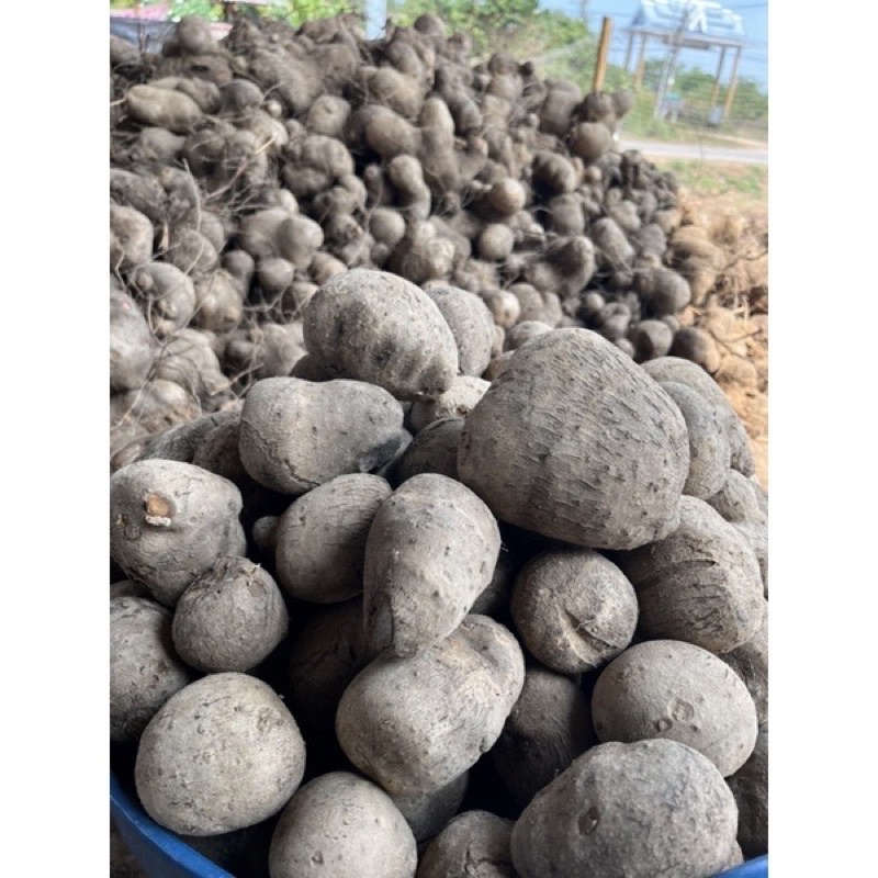 มันพร้าวแท้ชัยภูมิ ราคาเริ่มต้น 32 บาท