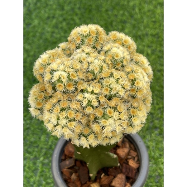 หน่อเด็ดสด คามิเน่บุดดาแท้ (ดอกสีขาว) แคคตัส Mammillaria carmenae buddha