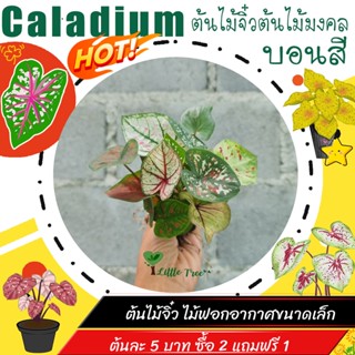 ต้นไม้จิ๋ว ไม้ฟอกอากาศขนาดเล็ก ต้นละ 5 บาท ซื้อ 2 แถมฟรี 1