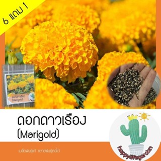 （โรงงานขายส่ง）เมล็ดพันธุ์ ดอกดาวเรือง เมล็ดดาวเรือง Marigold 55เมล็ด/ผักชี UPLL