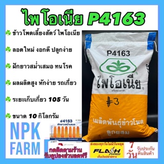 ข้าวโพดเลี้ยงสัตว์ P 4163 เม็ดกลมเล็ก 3 หุน ขนาด 10 กิโลกรัม ไพโอเนีย ลอตใหม่ หมดอายุ 31/03/2024 สีได้เมล็ดมากกว่า ทนโรค