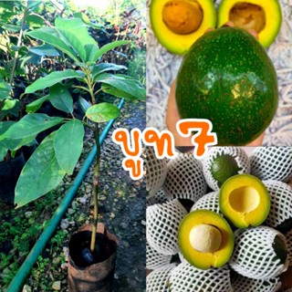 ต้นอะโวคาโด ☘เสียบยอด อร่อย (รับประกันสินค้าชำรุดเสียหาย)