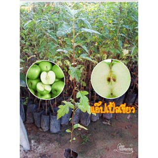 ต้น🍏แอปเปิ้ลเขียว🍏รับประกันสินค้าชำรุดเคลมฟรี