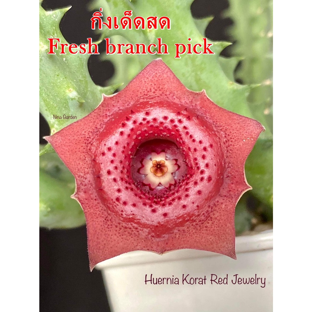 เก๋งจีน Huernia Korat Red Jewelry *กิ่งเด็ดสด* แคคตัส ไม้อวบน้ำ Cactus and Succulent