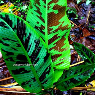 ผลิตภัณฑ์ใหม่ เมล็ดพันธุ์ จุดประเทศไทย ❤เมล็ดพันธุ์banana blood  กล้วยป่าด่างเลือดนก  มีวิธีแนะนำทำให้มีลายตลอด /ผักชี R