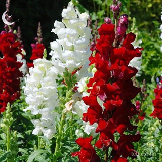 （คุณภาพสูง เมล็ด）จัดส่งในพื้นที่ 300 เมล็ด/ซอง Snapdragon Seeds เมล็ดดอกไม้ เมล็ดพันธุ์ เมล็ด/ง่าย ปลูก สวนครัว /มะเขือ