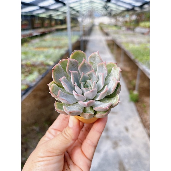 Echeveria :  Fiona ” ราคา ถูกที่สุด ดีลบีเคเค แกลเลอรีภาพที่ 3