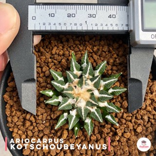 Ariocarpus kotschoubeyanus แคคตัส กระบองเพชร cactus&amp;succulent