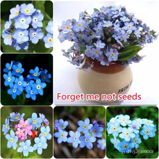 （คุณภาพสูง เมล็ด）100 เมล็ด/ซอง เมล็ดพันธุ์ Forget Me Not Seeds อย่าลืมฉัน เมล็ดดอกไม้ บอนไซ บ/ง่าย ปลูก สวนครัว /มะเขือ