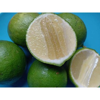 มะนาวไร้เม็ด🍋‍🟩มะนาวแป้น 🍋‍🟩สดๆจากสวน ปลอดสารพิษ