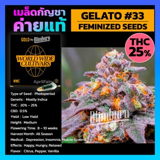 เมล็ดพันธุ์กัญชา Gelato 33 Feminised Cannabis Seeds เพศเมีย เมล็ดกัญชานอก เมล็ดค่าย Blimburn แท้100% แบ่งขาย