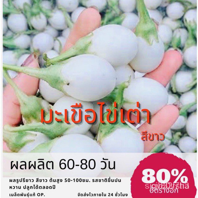 ผลิตภัณฑ์ใหม่ เมล็ดพันธุ์ เมล็ดพันธุ์ มะเขือเปราะไข่เต่า White egg plant มะเขือเปราะ (ซื้อ 10 แถม 1 