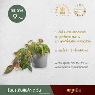 พลูสนิม พลูกำมะหยี่ Philodendron Hederaceum (micans) ใบสวย  ต้นไม้ประดับ ต้นไม้ฟอกอากาศ -easyplant