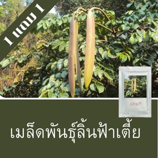 เมล็ดพันธุ์ลิ้นฟ้าเตี้ย(เพกา) 1แถม1 250เมล็ด