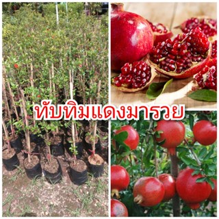 ทับทิมแดงมารวย เป็นไม้มงคล กิ่งตอนชำลงถุงสูง 50-80 ซม.ปลูกง่าย 1 ปีติดผล ให้ผลดก รับประกันพันธุ์แท้ 100%