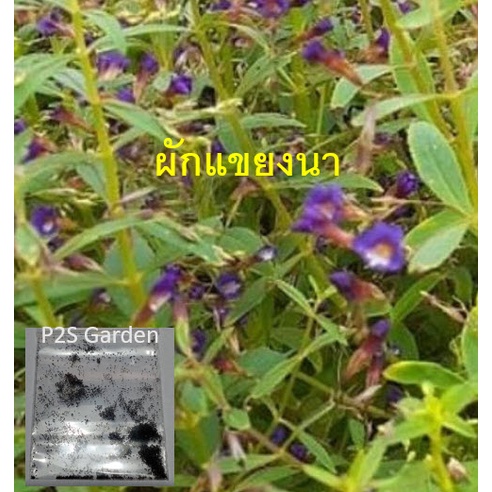 เมล็ดพันธุ์ ผักแขยงนา ซอง 800 เม็ด ผักพา ผักแขยง กะแยง ปลูกง่าย โตไว