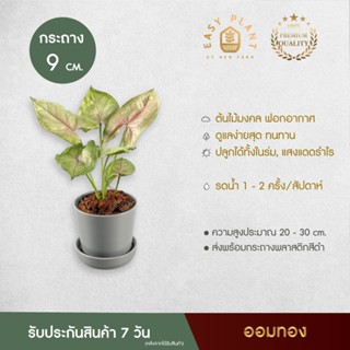 ต้นออมทอง syngonium bold allusion ออมทรัพย์ ต้นไม้มงคล ใบสวย ต้นไม้แคระมงคล ไม้ประดับ ตกแต่งบ้านและสวน - easyplant