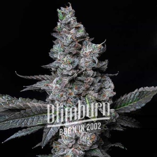 เมล็ดพันธุ์กัญชา MAC BURGER Feminised Cannabis Seeds เพศเมีย เมล็ดกัญชานอก เมล็ดค่าย Blimburn แท้100% แบ่งขาย