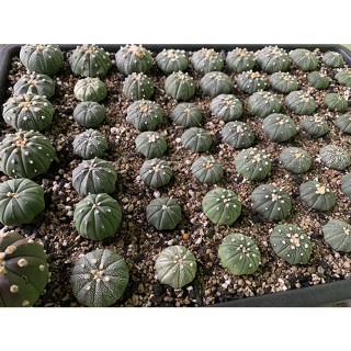 Astrophytum Mix แอสโตร แอสโตรไฟตัม ขนาด 1-5 ซม.