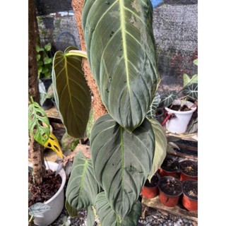 Philodendron gigas ฟิโลเดนดรอนกีแกส 🌿🌿