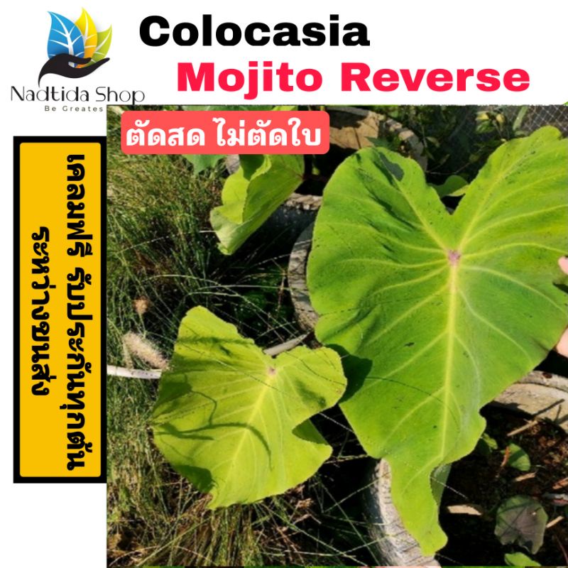 Colocasia Mojito Reverse ตัดสดไม่ตัดใบ โคโลคาเซีย โมจิโต้ รีเวิร์ส