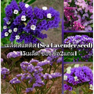 เมล็ด สแตติส (Sea Lavender 15seed) ซื้อ2แถม1
