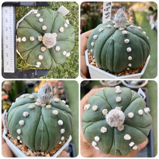 แอสโตรไฟตัม 5 พูแทรก มายริโอ ฟุกุริว Astrophytum myriostigma cactus แคคตัส กระบองเพชร