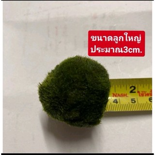 มาริโมะขนาด3cm​ แท้100% นำเข้ามาสดๆร้อนๆเลยค่ะ​ พร้อมส่งในไทย💞