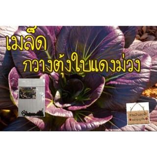 （คุณภาพสูง เมล็ด）เมล็ดพันธุ์ กวางตุ้งฮ่องเต้สีม่วง 50 เมล็ด(Tapai Red Pak Choi Seed)/ง่าย ปลูก สวนครัว เมล็ด/ง่าย 9BEP