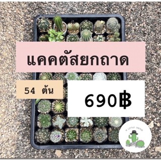 🌵 A Little cactus🌵| แคคตัสยกถาด 54 ต้น ราคา 690฿ สามารถระบุพันธ์ให้ทางร้านได้ แคคตัส กระบองเพชร