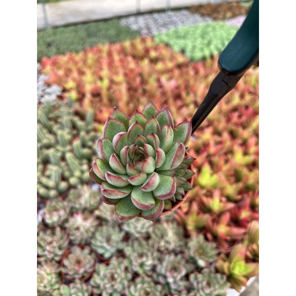 Echeveria Lady s’ Finger