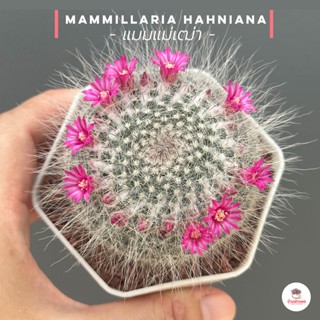 แมมแม่เฒ่า ( Long Hair ) แมมฮาเนียน่า Mammillaria Hahniana แคคตัส กระบองเพชร cactus&amp;succulent