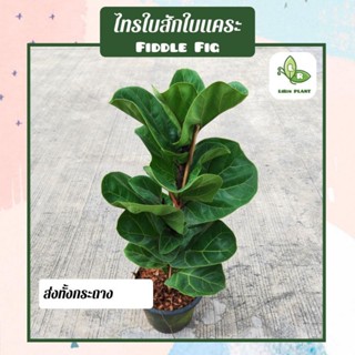 ต้นไทรใบสักใบแคระ "FiddleFig" ต้นใหญ่ ต้นสูง 60-80 cm. (ต้นไม้ฟอกอากาศ) ส่งทั้งกระถาง