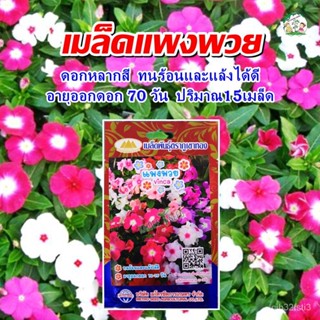 ผลิตภัณฑ์ใหม่ เมล็ดพันธุ์ สปอตสินค้า❤เมล็ดดอกแพงพวย ( Vinca) เมล็ดอวบอ้วน เมล็ดอวบอ้วนผัก เมล็ดอวบอ้วนพืช ผักสวน/ต้นอ่อน