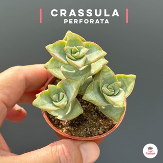 Crassula Perforata Giant Buttons ไม้อวบน้ำ กุหลาบหิน แคคตัส กระบองเพชร cactus&amp;succulent