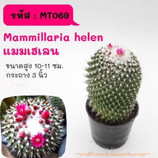 MT069 Mammillaria helen แมมเฮเลน ไม้เมล็ด cactus กระบองเพชร แคคตัส กุหลาบหิน พืชอวบน้ำ