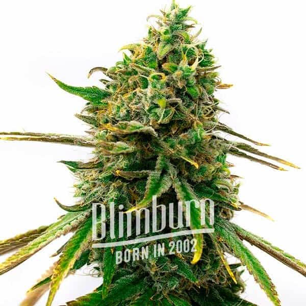 เมล็ดพันธุ์กัญชา CBD Sugar (1:25) Feminised Cannabis Seeds เพศเมีย เมล็ดกัญชานอก เมล็ดค่าย Blimburn 