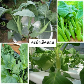 เมล็ดคะน้าเห็ดหอม 50 เมล็ด (ซื้อ10แถม1 คละได้)เมล็ด/งอก ปลูก/งอกครัว ดอก ต้น/งอก LQQG