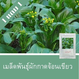 เมล็ดพันธุ์ผักกาดจ้อน 1แถม1 (750เมล็ด)ราคาถูกที่สุด!!