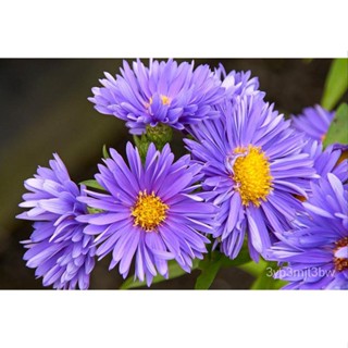 ผลิตภัณฑ์ใหม่ เมล็ดพันธุ์ จุดประเทศไทย ❤Aster Violet FLOWER Seeds for Planting (5 seeds) ASTERเมล็ดอวบอ้วน 100% /ผักชี L