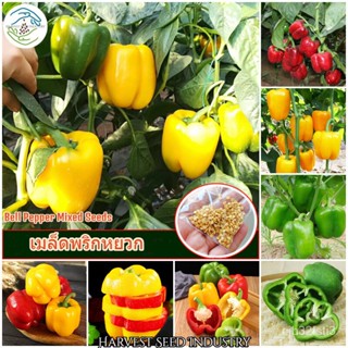 （คุณภาพสูง เมล็ด）เมล็ดพันธุ์ พริกหยวก 50เมล็ด Mixed Bell Pepper Seeds Vegetable Seeds for pla/ง่าย ปลูก สวนครัว /กะเพรา