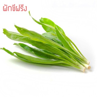 （คุณภาพสูง เมล็ด）เมล็ดพันธุ์ผัก ผักชีฝรั่ง พันธุ์พื้นบ้าน 500 เมล็ด 10 บาท งอกดีมีคู่มือการปล/ง่าย ปลูก สวนครัว /มะเขือ