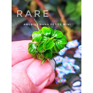 Anubias nana petite mini ใบน้ำ100%