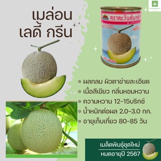 เมล่อน เลดี้กรีน เนื้อสีเขียว หอมหวาน ผิวตาข่าย 20กรัม เมล็ดเมล่อน Lady Green