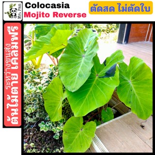 Colocasia Mojito Reverse ตัดสดไม่ตัดใบ โคโลคาเซีย โมจิโต้ รีเวิร์ส