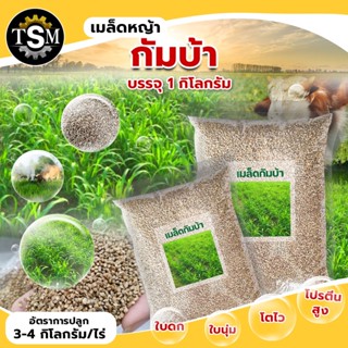 เมล็ดพันธ์ุหญ้ารูซี่ กัมบ้า สวีทจัมโบ้  บรรจุ 1 กก.(Ruzi Grass) พร้อมปลูก หญ้ารูซี่ เกิดง่าย ทนแล้ง