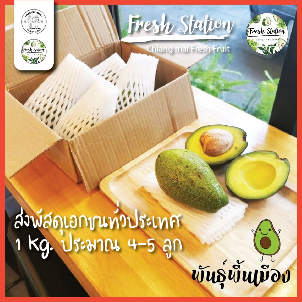 อโวคาโด ราคาต่อ kg. อะโวคาโด พันธ์พื้นเมือง ส่งตรงจากไร่ โครงการหลวง เชียงใหม่ ผลไม้ avocado อาโวคาโด้ สดใหม่
