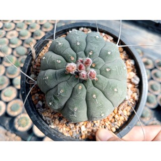 🌵💥มาตูกาน่า💥🌵 Matucana madisoniorumไซส์ 6-8 ซม.(มีตำหนิที่เกิดจากธรรมชาติอายุมาก ความชื้น ไม่มีผลต่อการเจริญเติบโต)